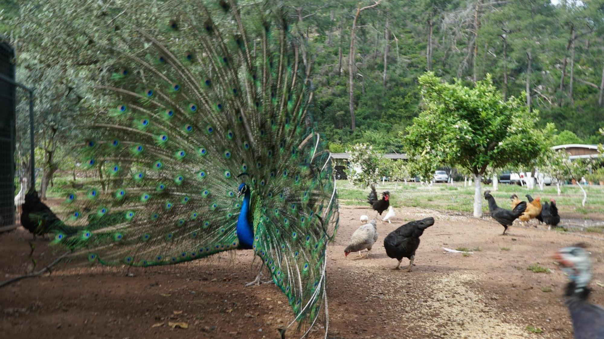 Doga Ciftlik Konaklama Marmaris Exteriér fotografie